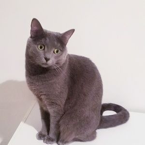 Kitty not for sale :)